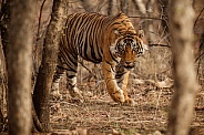 Beautiful tiger in the nature habitat. Tiger pose in amazing light. Wildlife scene with wild animal. Indian wildlife. Indian tiger. Panthera tigris tigris.