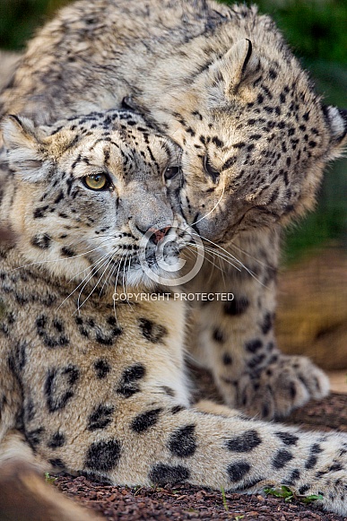 Snow Leopards