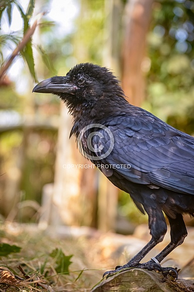 Raven Raven