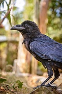 Raven