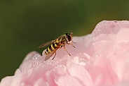Hoverfly on a rose