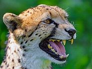 Cheetah with open mouth