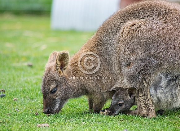 Wallaby and Joey