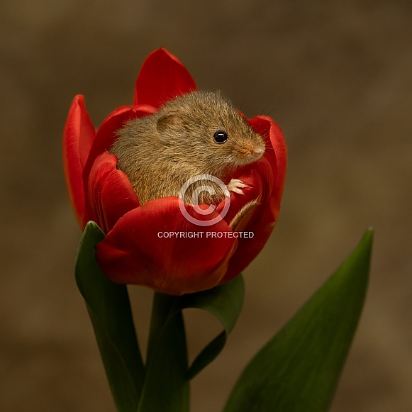 Harvest Mouse Harvest Mouse
