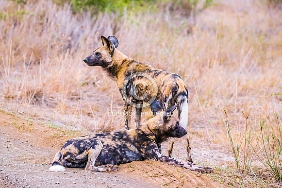 African Wild Dogs African Wild Dogs