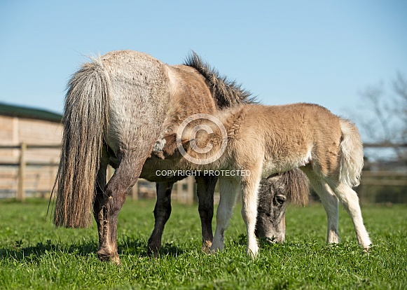 Miniature Horse Foal Suckling Miniature Horse Foal Suckling
