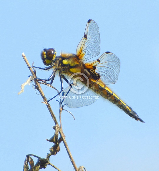 Broad-bodied Chaser