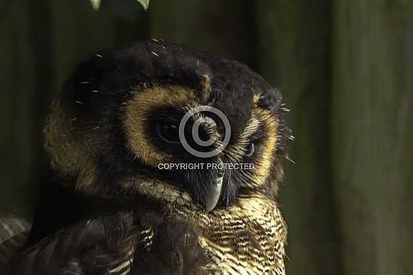 Brown Wood Owl, close up Brown Wood Owl, close up