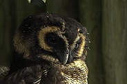 Brown Wood Owl, close up