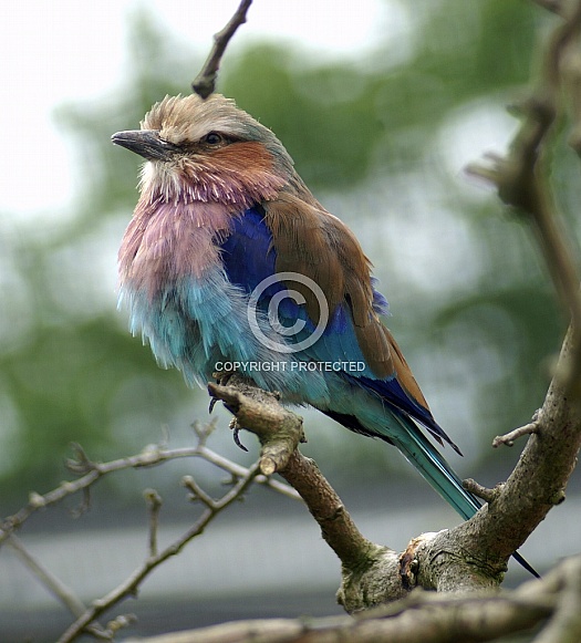 Lilac Breasted Roller