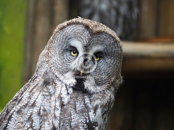 Great Grey Owl Great Grey Owl