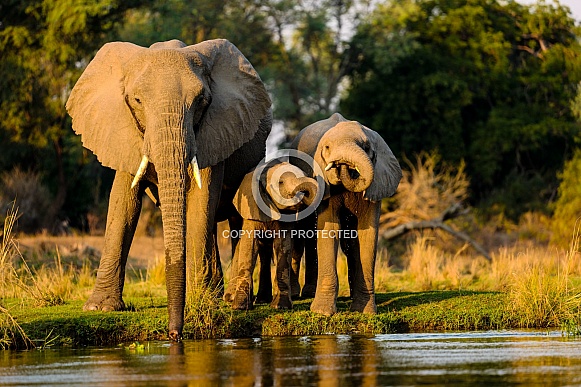 Closeup shot of elephants standing near the lake at sunset