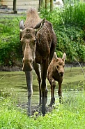 Moose - cow and calf