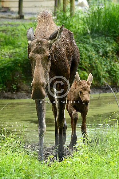 Moose - cow and calf Moose - cow and calf