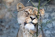 Lioness (panthera leo)