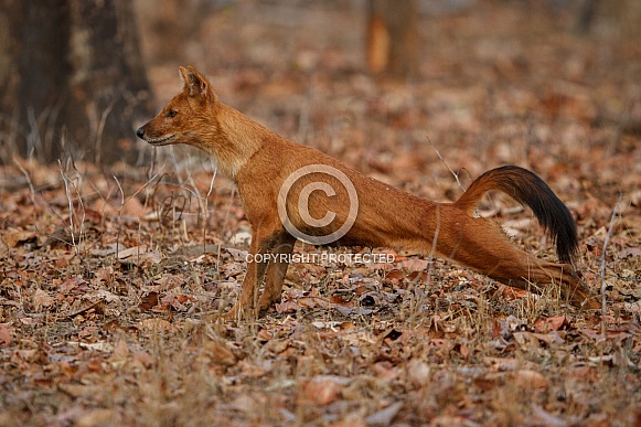Indian wild dog pose in the nature habitat