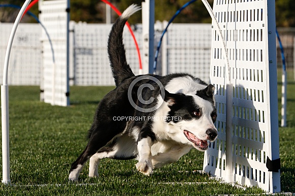 Border collie going through an agility gate