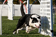 Border collie going through an agility gate