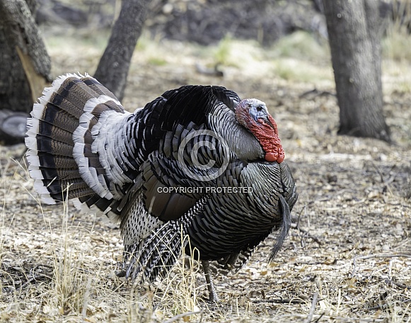 Tom Wild Turkey During Mating Season