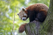 Red panda (ailurus fulgens)