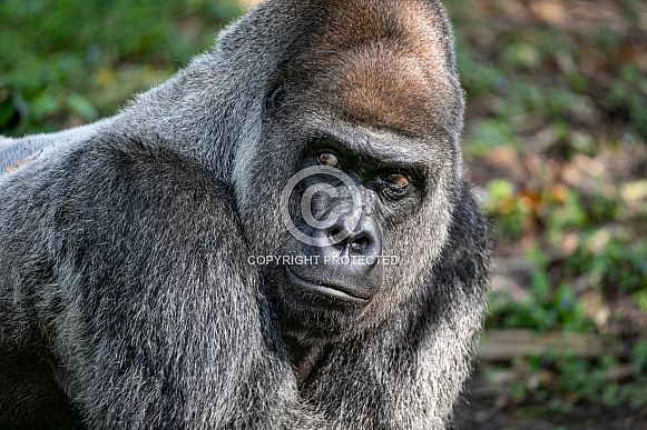 Male Silverback Gorilla