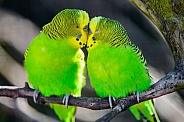 Parakeet love