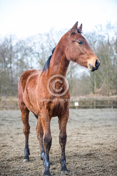 Leggy Colt Leggy Colt