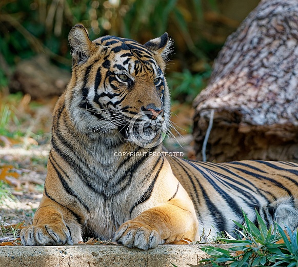 Bengal Tiger