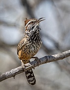 Cactus Wren
