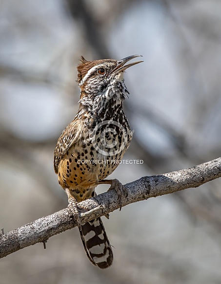 Cactus Wren
