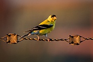 American goldfinch on a wire