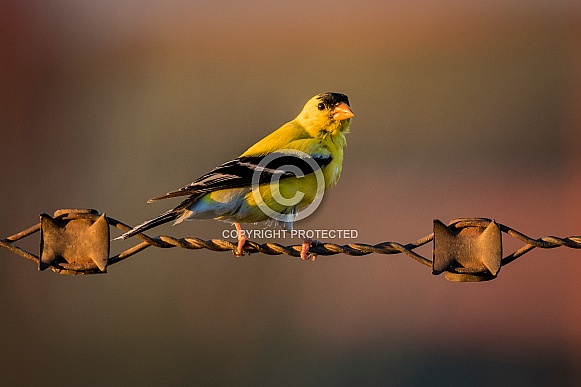 American goldfinch on a wire