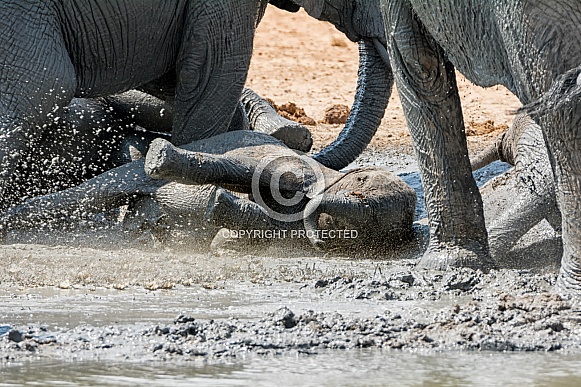 Baby Elephant Mud Bath (wild)