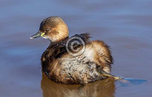 Little Grebe