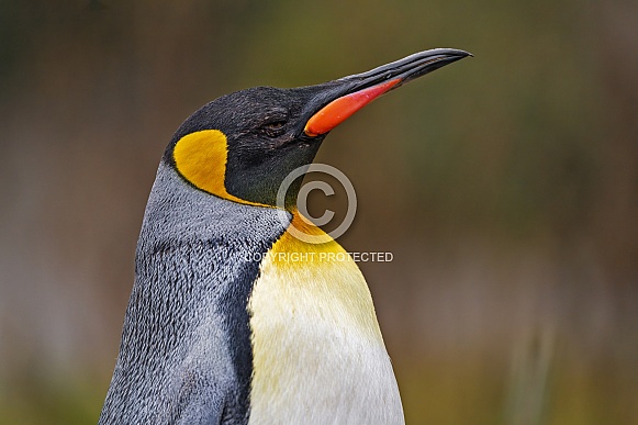 King penguin King penguin