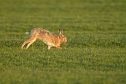 Hare
