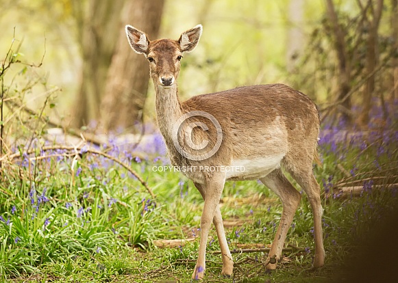 Fallow Deer in Bluebells