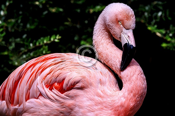 Flamingo