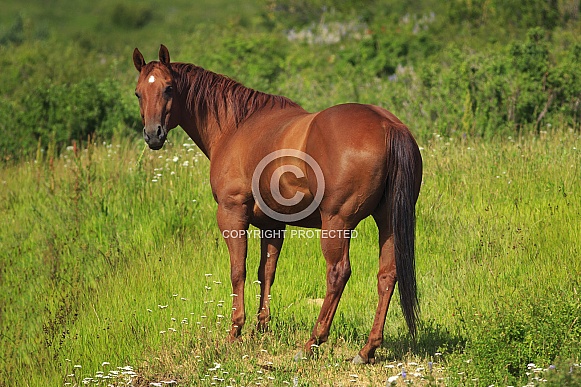 Chestnut Mare Chestnut Mare