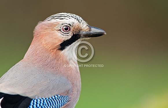 The beautiful Jay Bird The beautiful Jay Bird