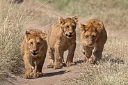 Three lion cubs walking down a path