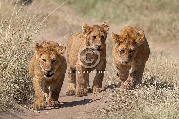 Three lion cubs walking down a path