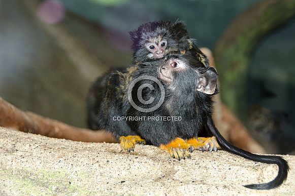 Red-handed Tamarin Mother with Baby