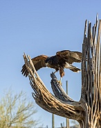 Harris Hawk landing on Saguaro Skeleton