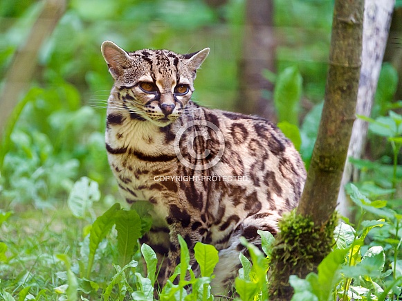 Margay Margay