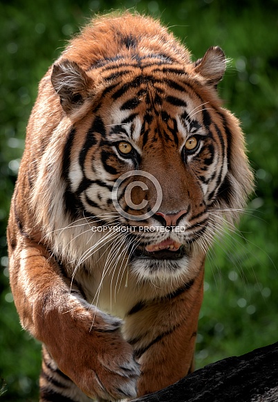 Sumatran Tiger