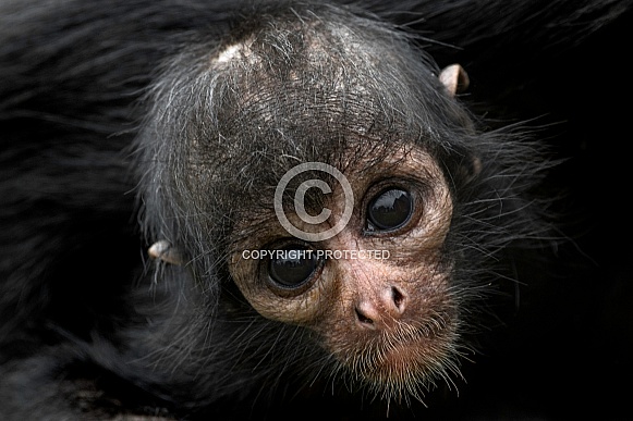 Young Columbian Spider Monkey Close Up
