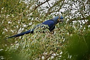 Hyacinth macaw in the nature habitat