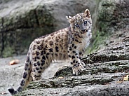 Snow leopard cub and rocks