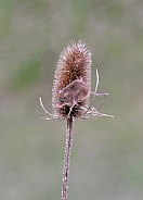 Harvest Mouse